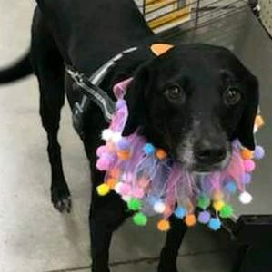 Meet your Posher, Mayra